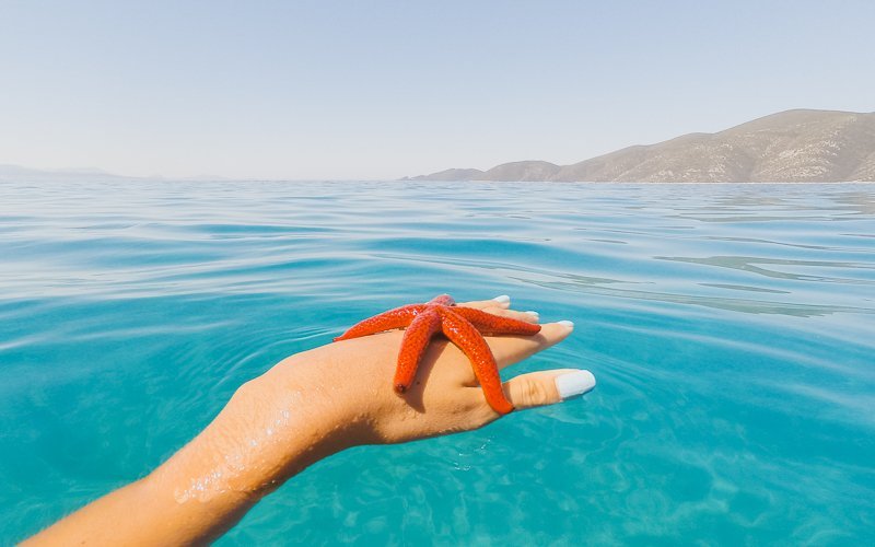 Starfish in Agioifili Beach, Lefkada