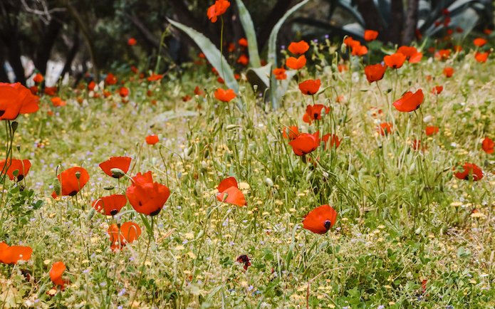 Poppies at the Acropolis