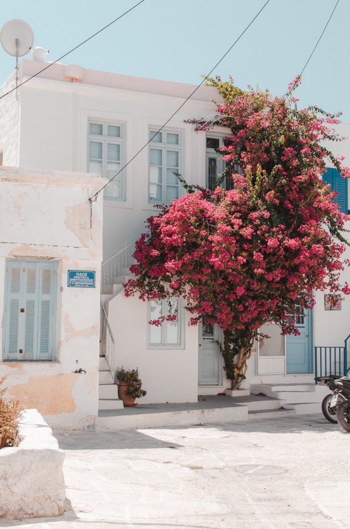 Bougainvillaea tree in Parikia, Paros