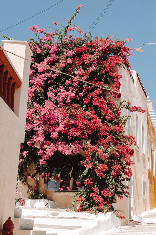 Bougainvillaea in Ioulida