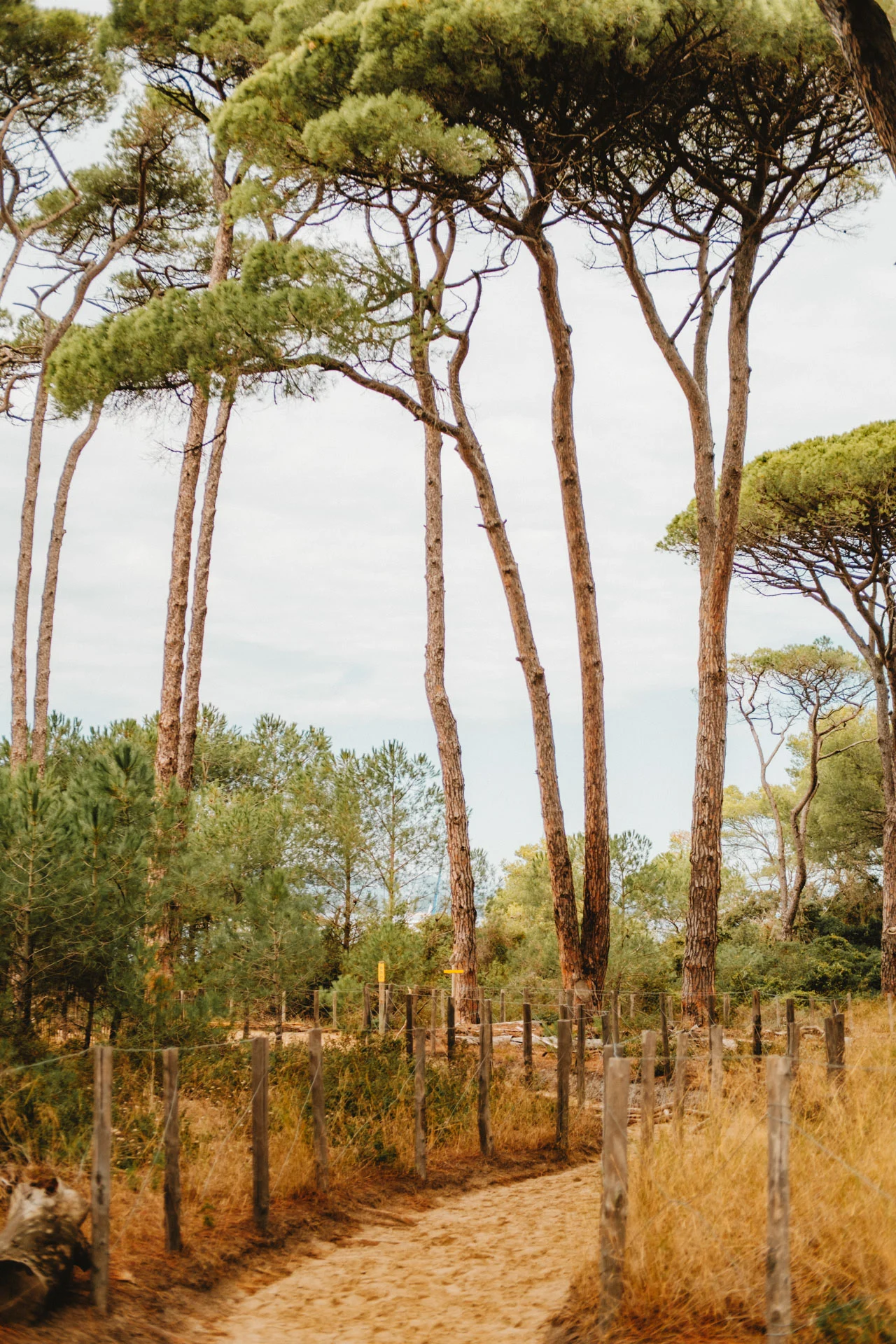 Que faire à Porquerolles