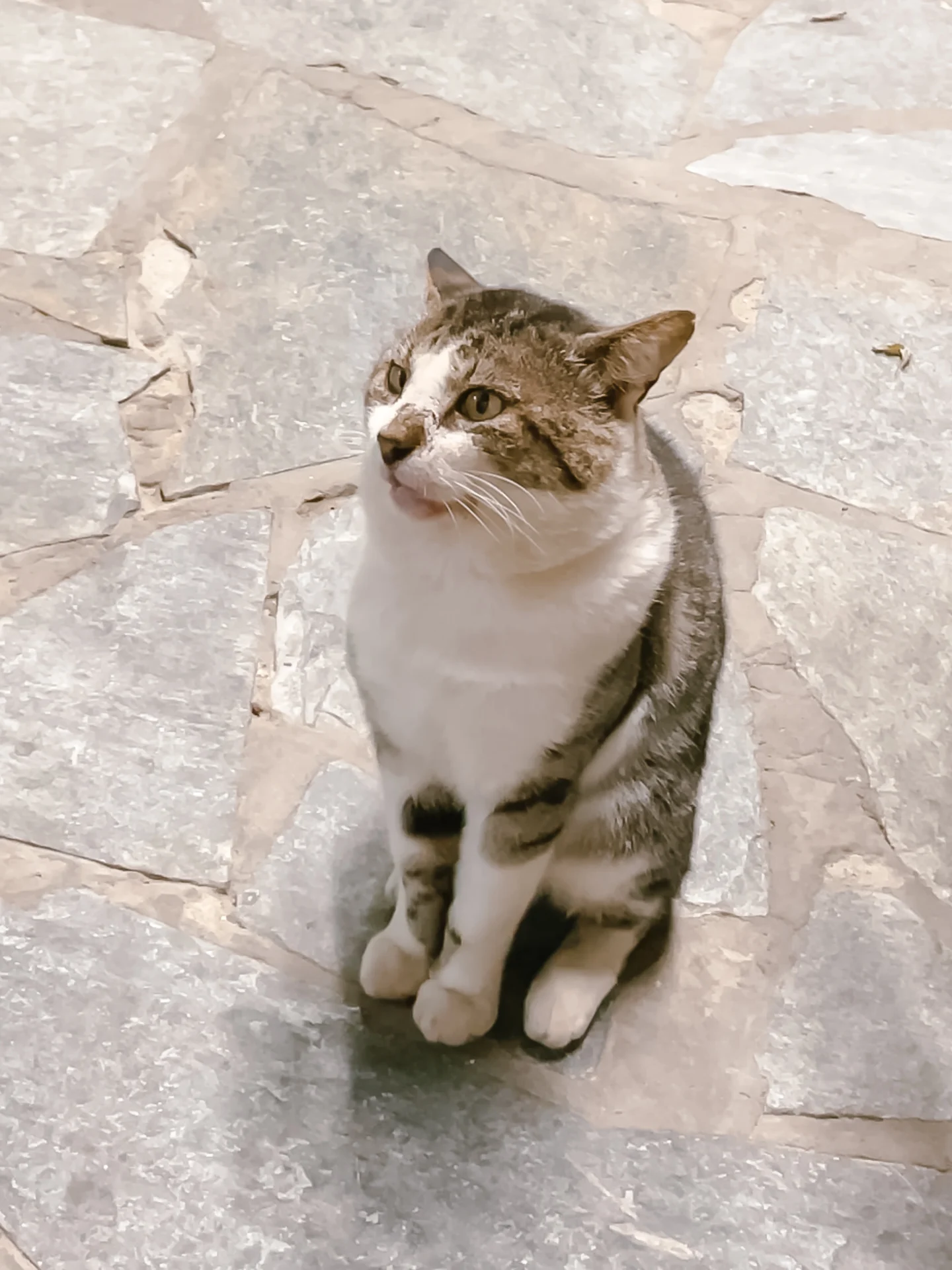 Chat naxos