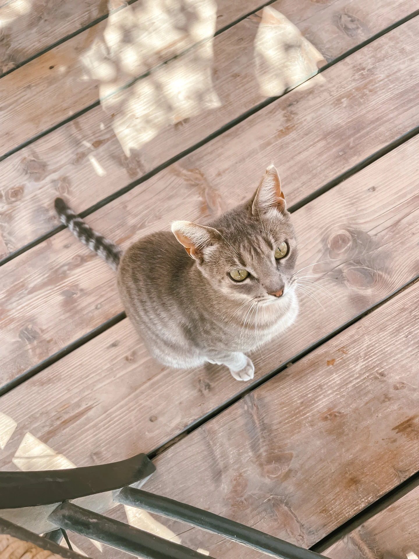 Cat in Maragas, Naxos